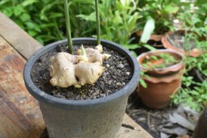 How to Grow Ginger in Containers