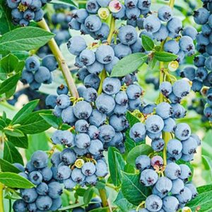 grow Blueberries 