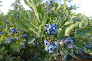 Sweetcrisp Blueberry