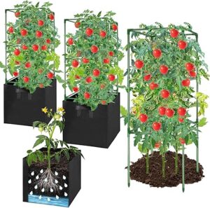 Grow Tomatoes to produce