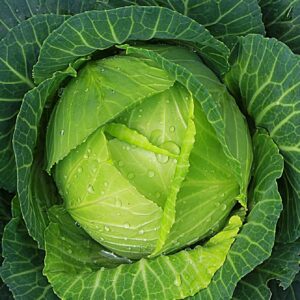 Grow Cabbage Without Watering
