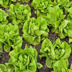 Growing Lettuce