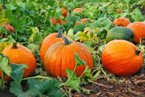 rowing squash and pumpkins