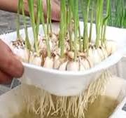Grow Onions and Garlic in a Styrofoam Box