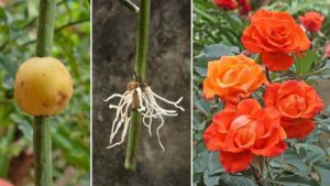 Propagating Roses with Potatoes for Fast Rooting