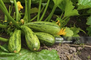 Grow Massive Zucchini 