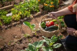 how to grow a small vegetable garden 